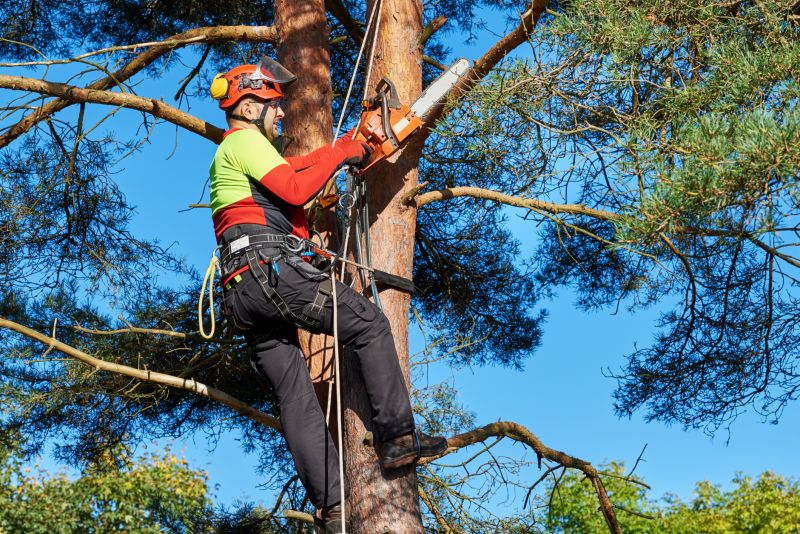 Increase Your Tree Limb Removal Business with an AI Driven, Targeted Website