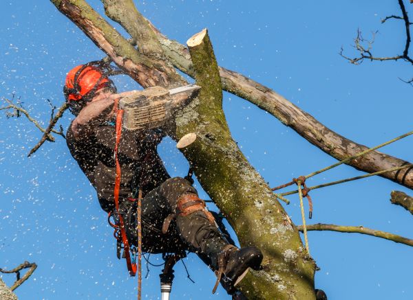 Grow your Tree Limb Removal business