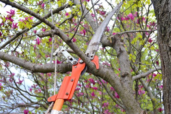 Apple Tree Trimming