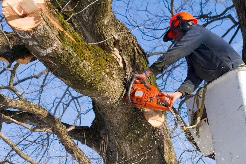 Tree Limb Removal