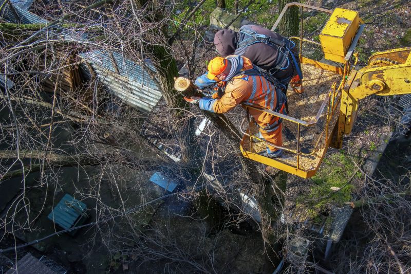 Tree Limb Removal