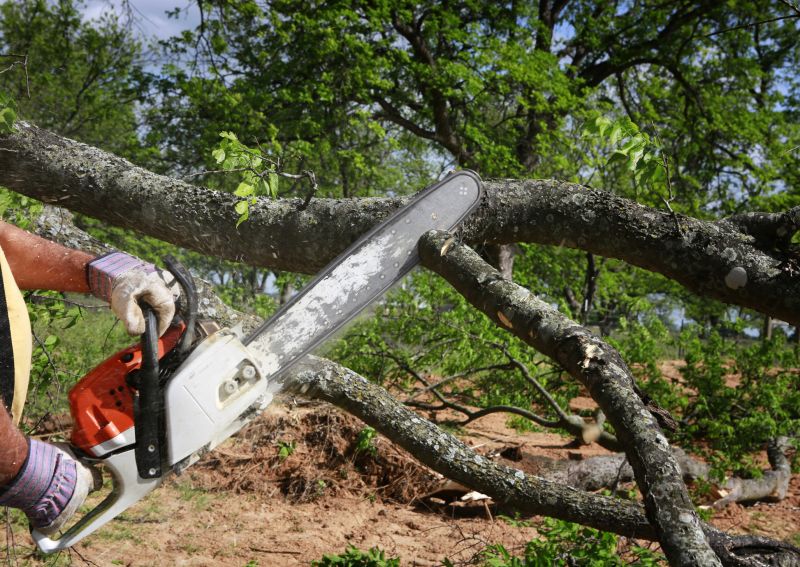 Tree Limb Removal
