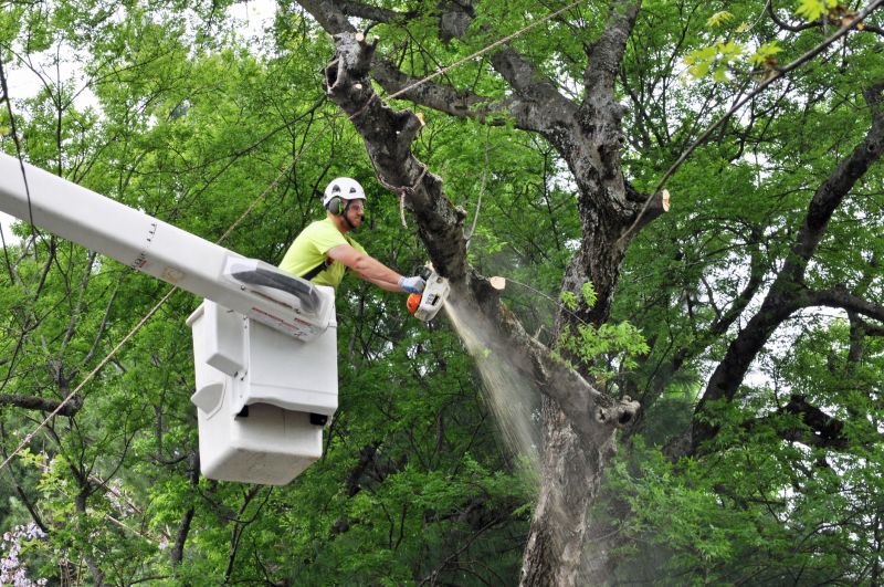Tree Limb Removal