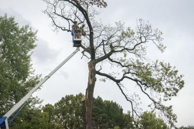 Tree Limb Removal
