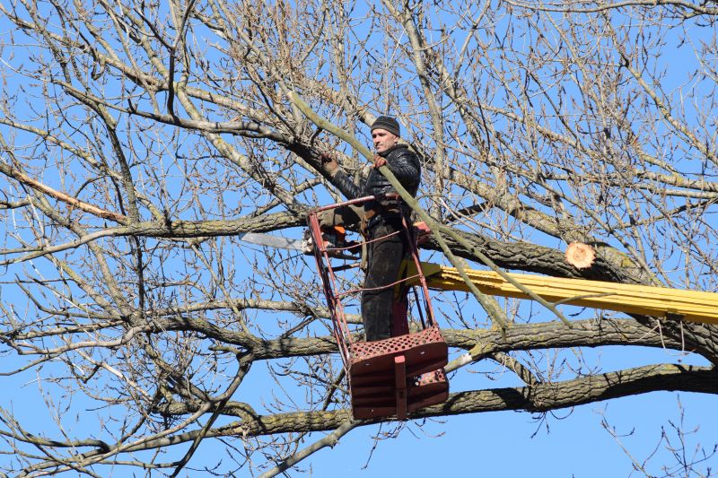 Tree Limb Removal in Winter