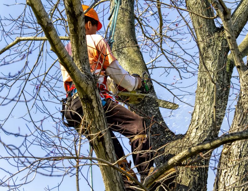 Tree Limb Removal in Action