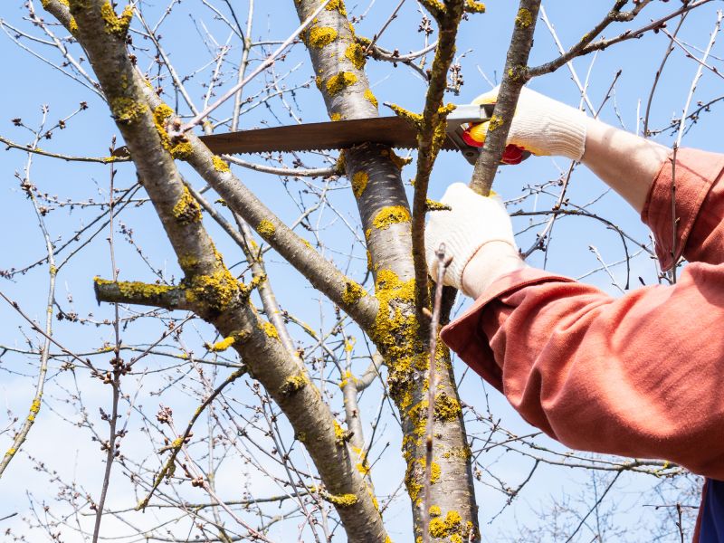 Tree Care Maintenance