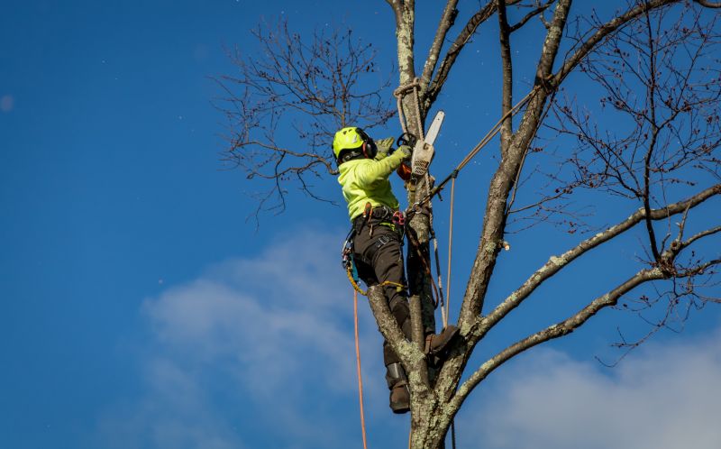 Tree Removal Companies